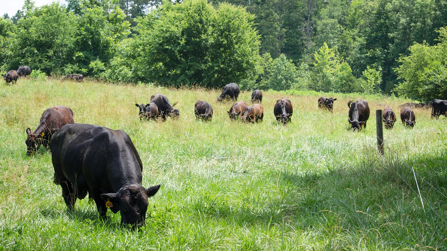 picture of Angus cattle